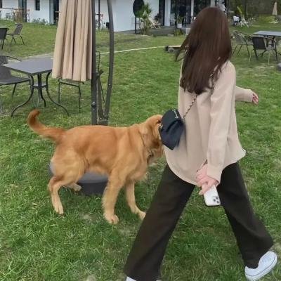 金牙大状粤语